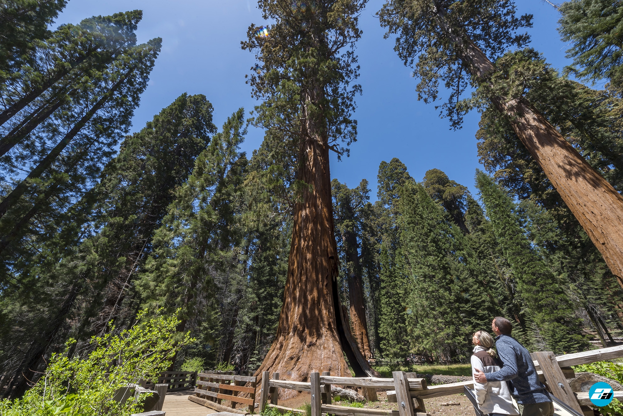 Sequoia National Park, California, USA. General Sherman Tree Trail. Huge sequoia three. Couple. Family.