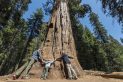 Sequoia National Park, California, USA. General Sherman Tree Trail. Huge sequoia three family fun.