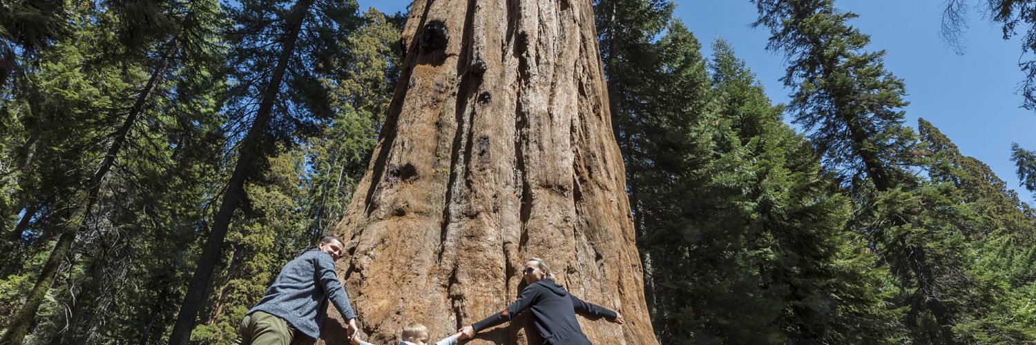 Sequoia National Park, California, USA. General Sherman Tree Trail. Huge sequoia three family fun.