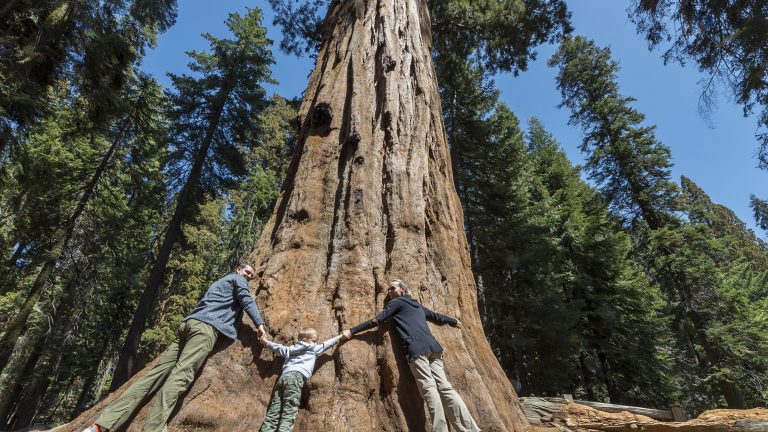 Sequoia National Park, California, USA. General Sherman Tree Trail. Huge sequoia three family fun.