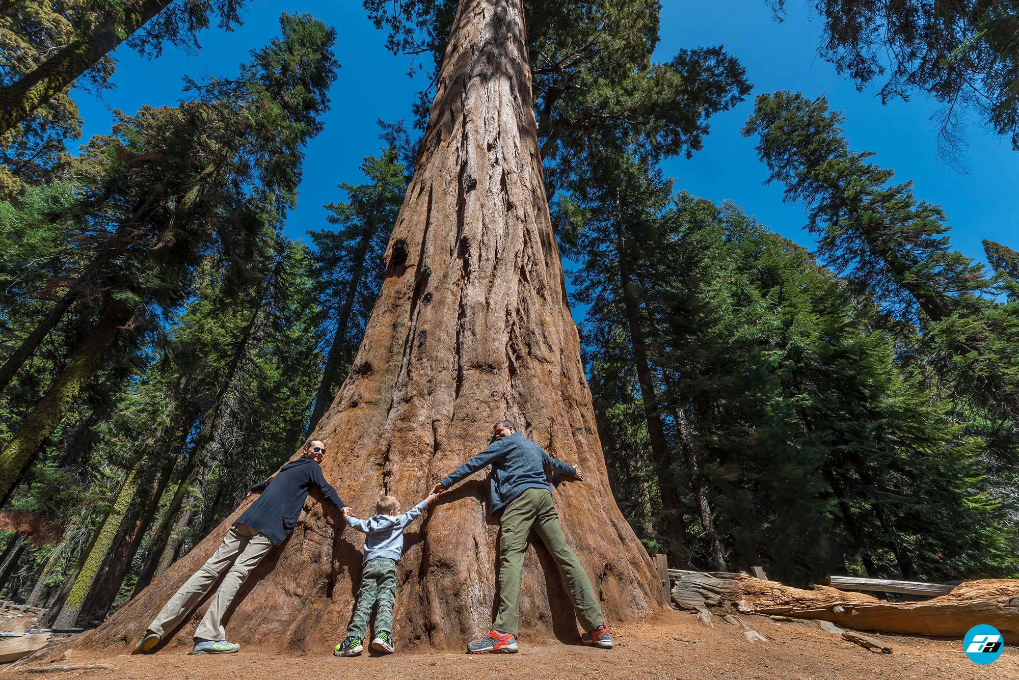 Sequoia National Park, California, USA. General Sherman Tree Trail. Huge sequoia three family fun.