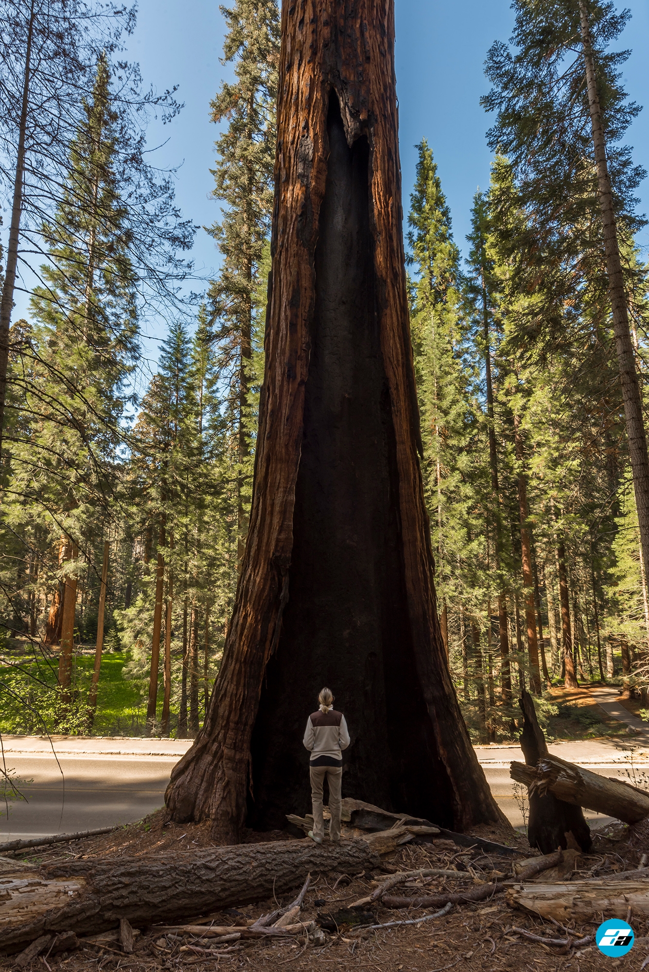 Sequoia National Park, California, USA. Huge sequoia three. Size prospective