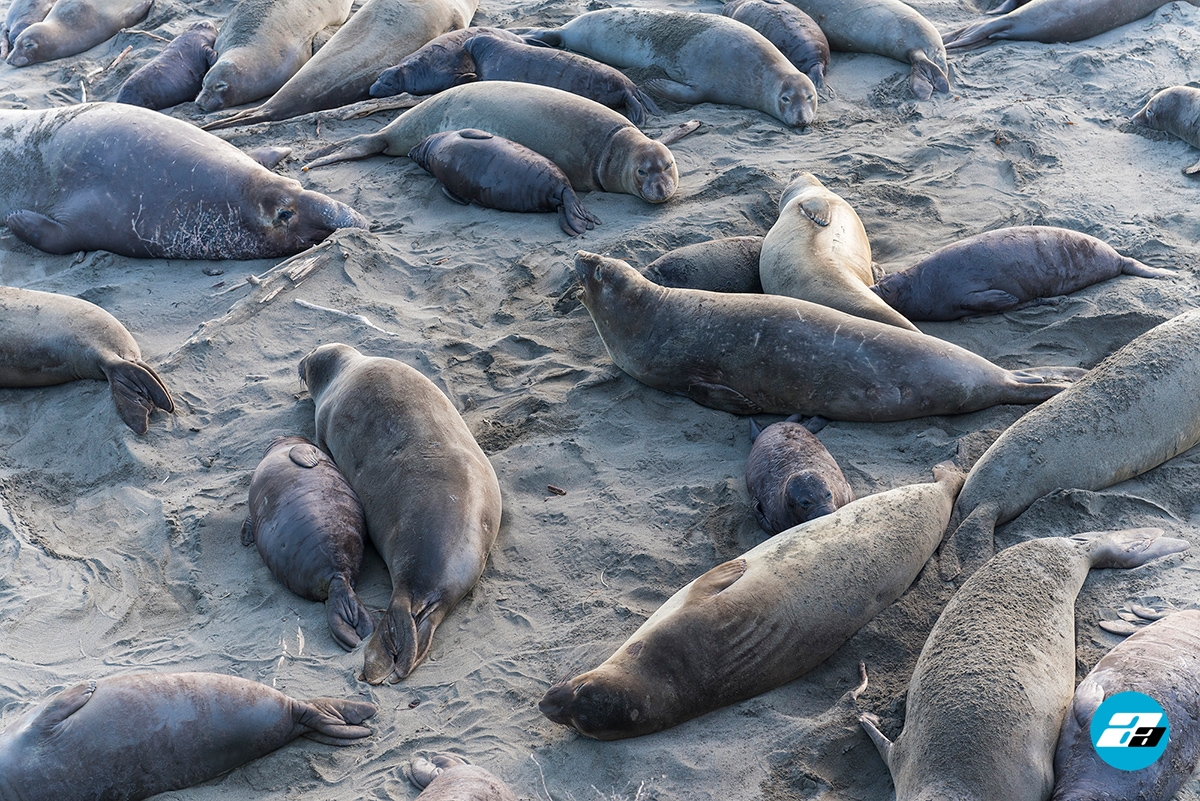 Elephant Seals of San Simeon, California