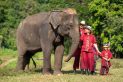 Thailand, Elephant Rescue Park