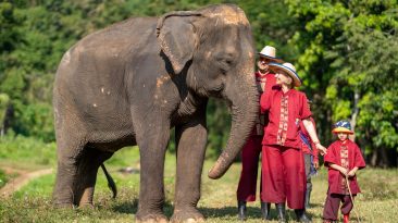 Thailand, Elephant Rescue Park